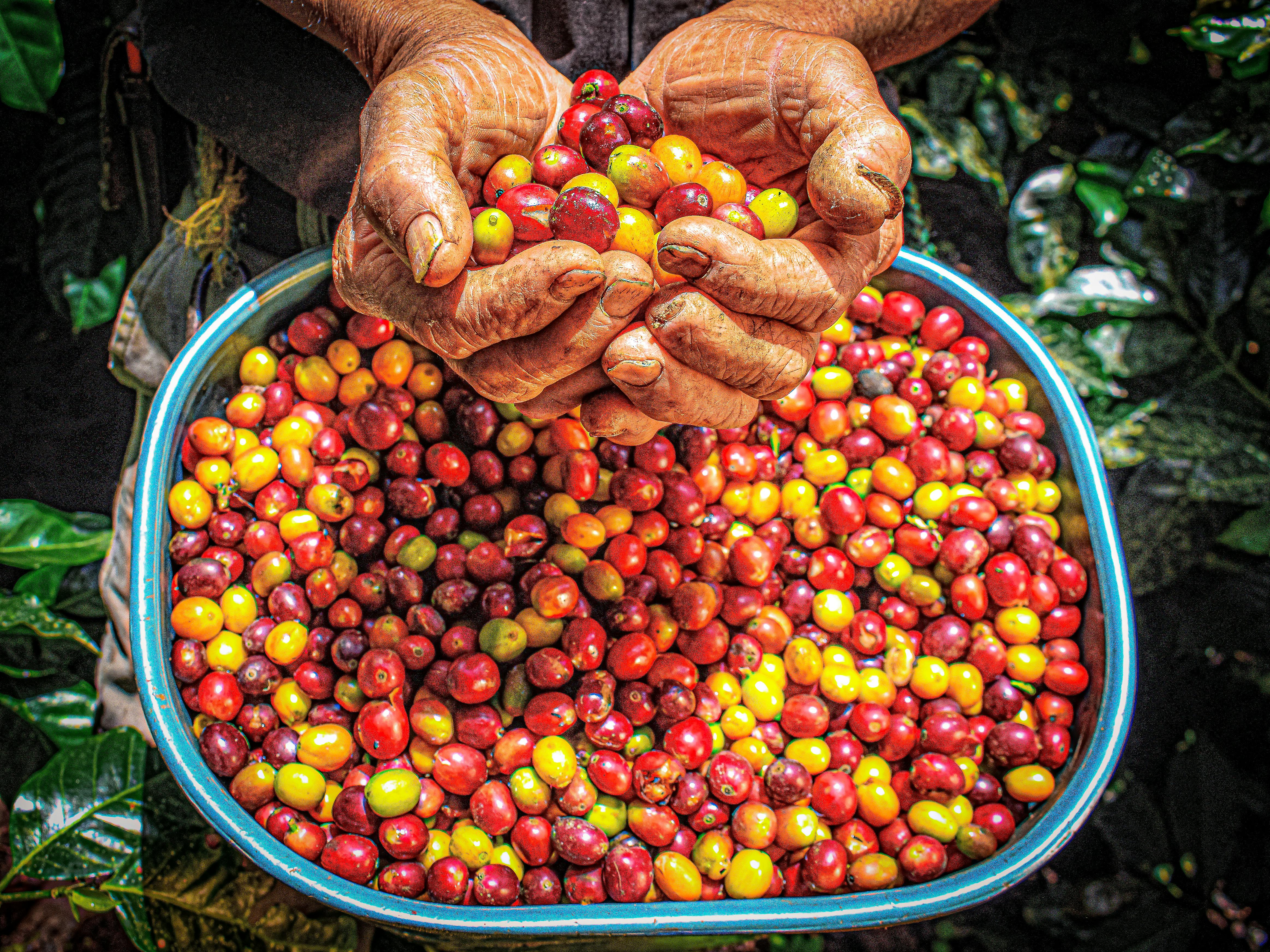 Campo produtivo estruturado pela Campo Nobre