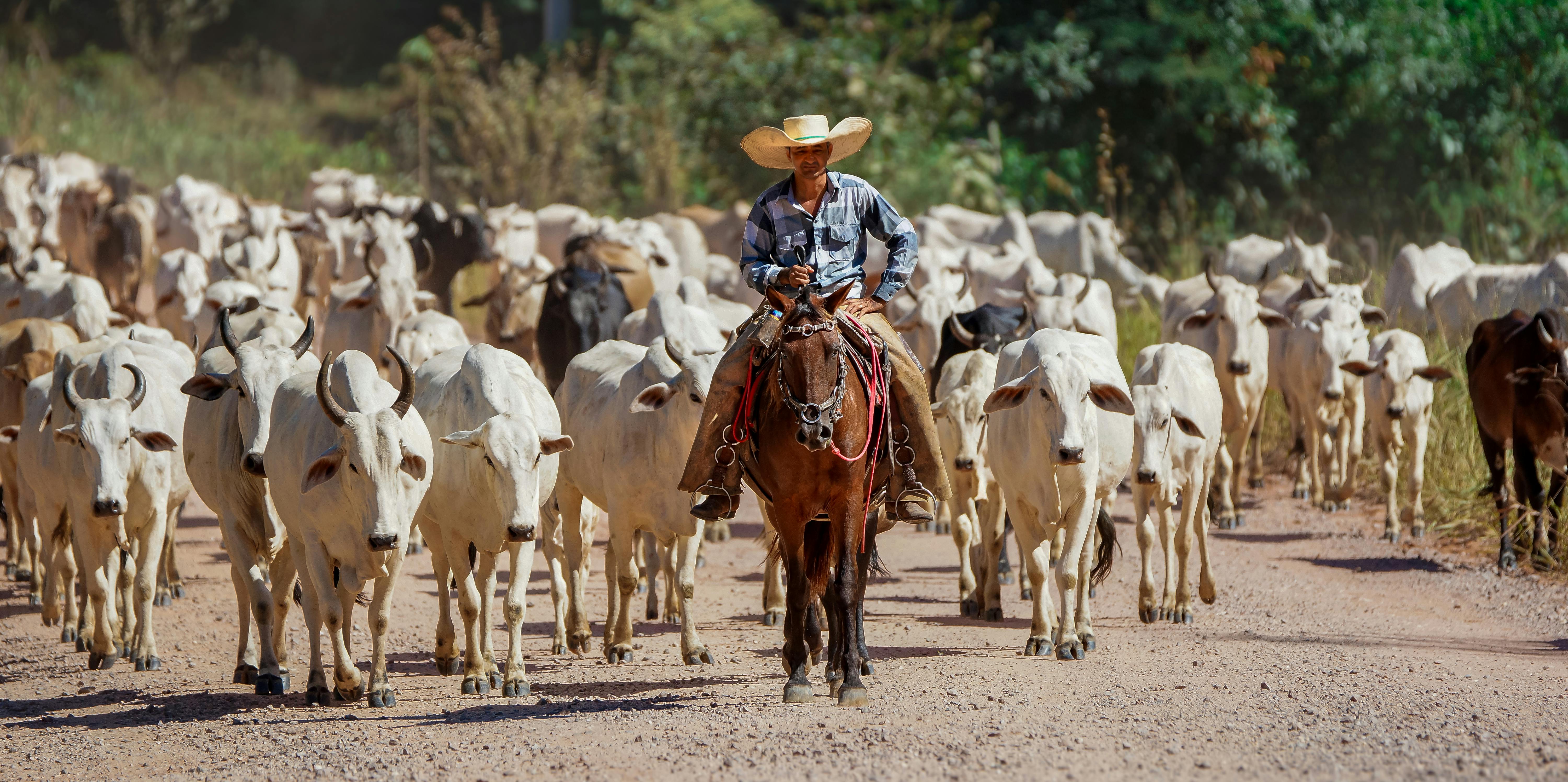 Lavoura e propriedade rural assessoradas pela Campo Nobre