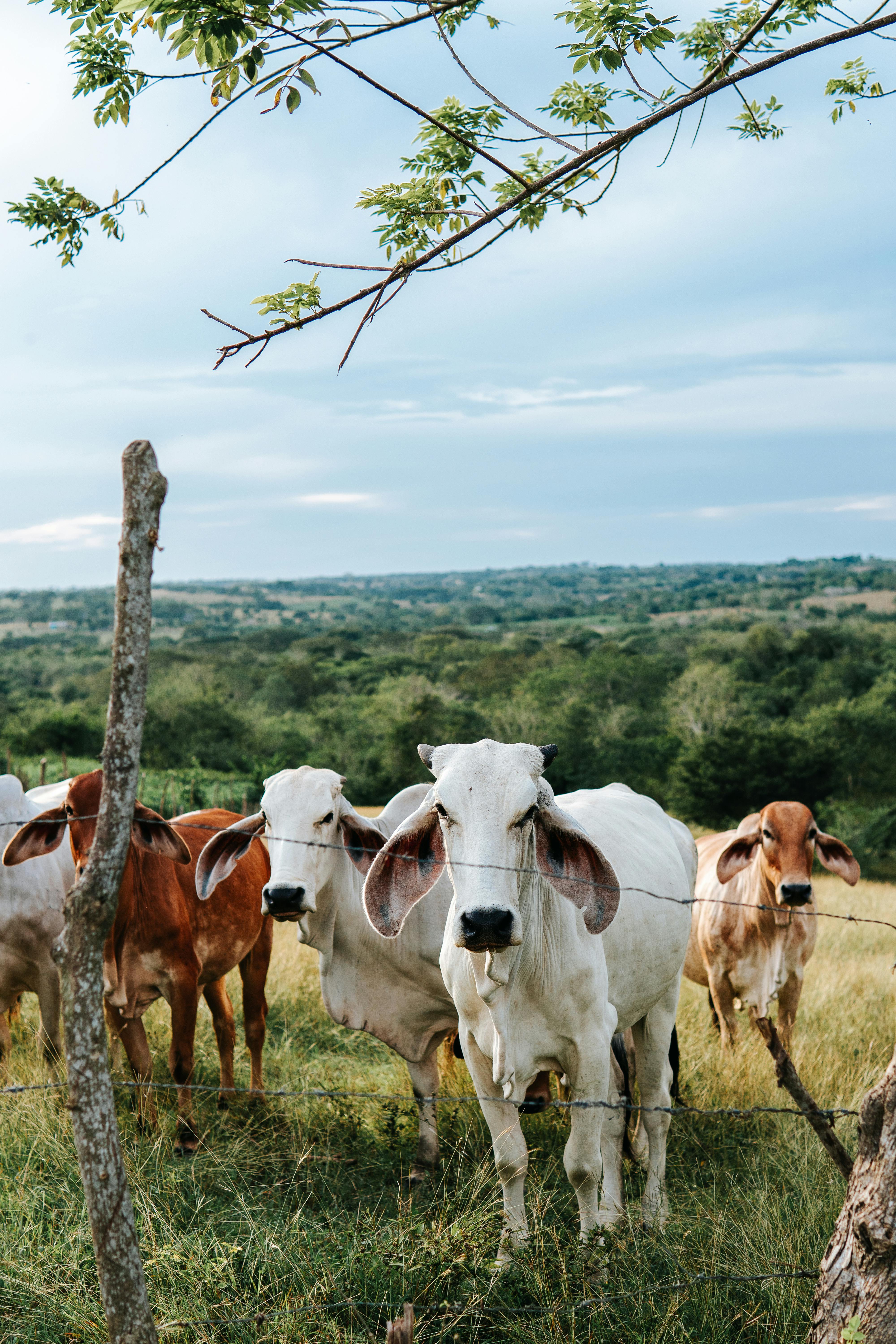 Especialista rural acompanhando operação agrícola
